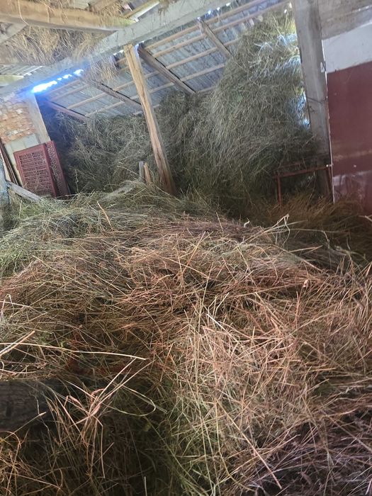 Fân pentru animale la iarna