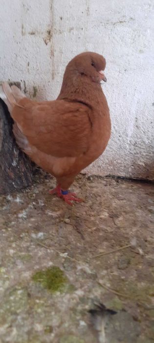 Porumbei king perechi