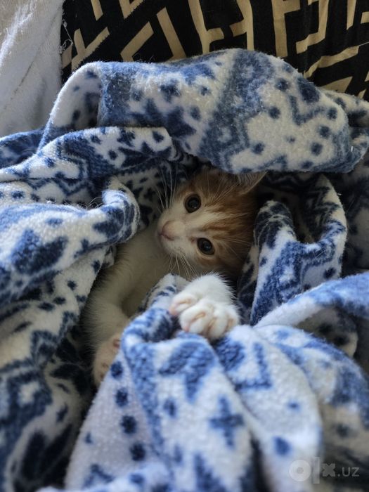 Отдам котёнка в добрые руки ,Бесплатно