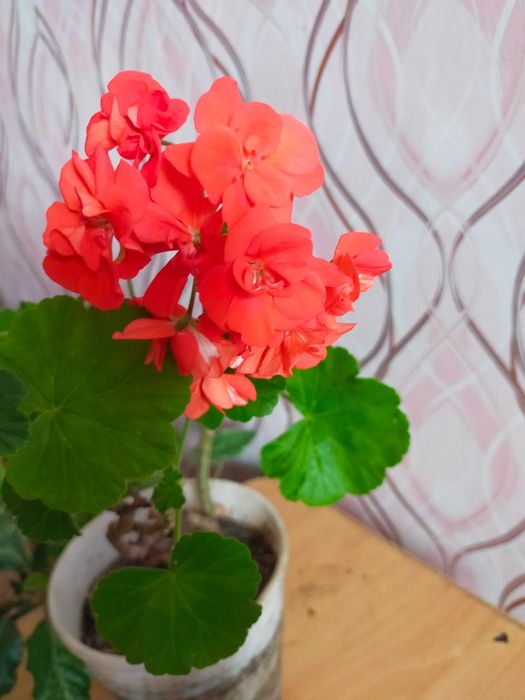 Продам колиус, хлорофитум, гибискус