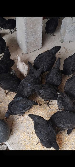 Avstralop jojalari sotiladi n soni 40 ta hovlida yuribdi
