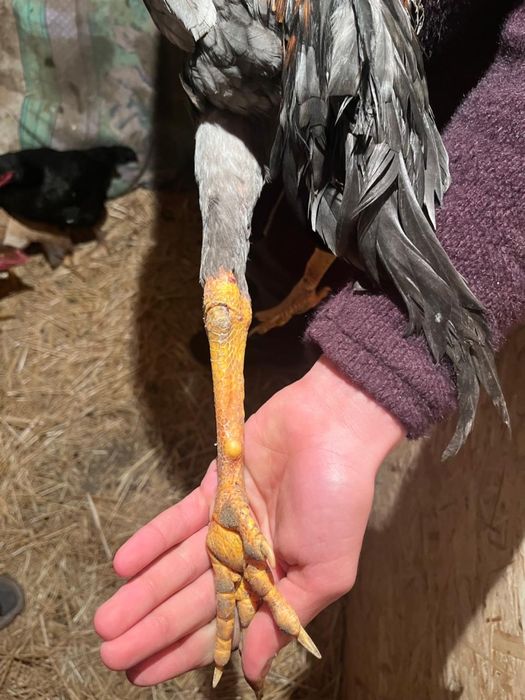 10 месяцев Дакан хороший