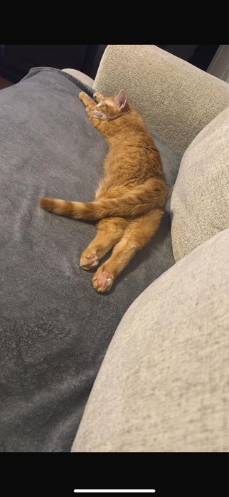 2 motanei spre adoptie