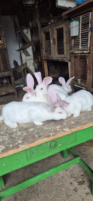 Hycole francezi de vânzare