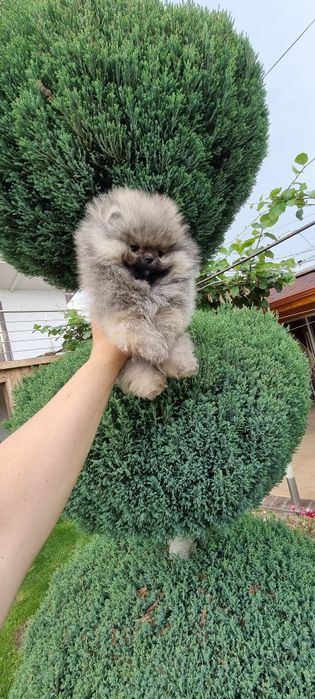 Померан мини мини