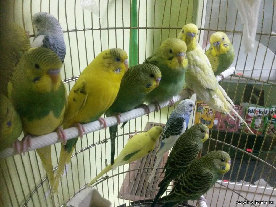 Попугай волнистые все в одном месте