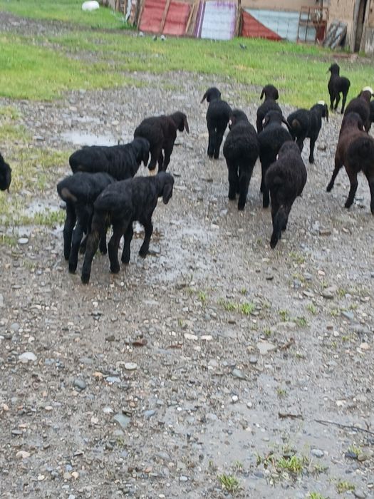 17та кузи Хисори