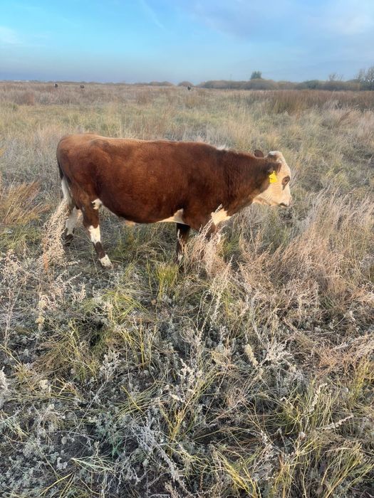 Бұқалар сатылады