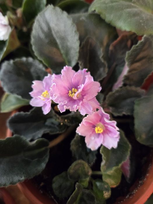 Продам фиалки цветущие