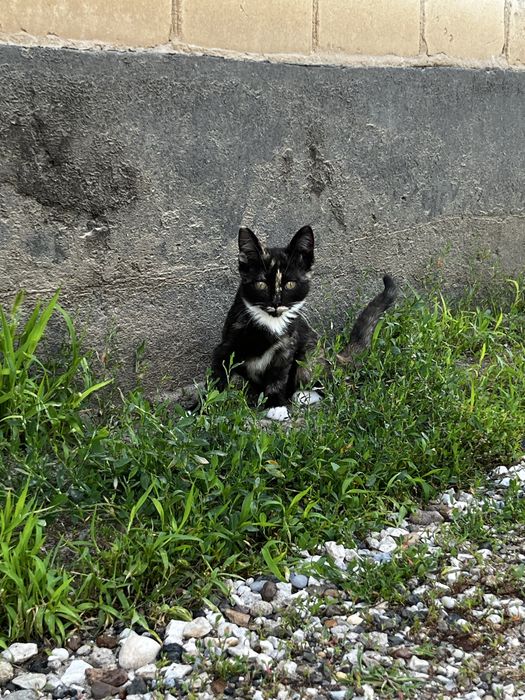 Котята в добрые руки!!