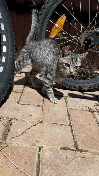 Котята в добрые руки девочки
