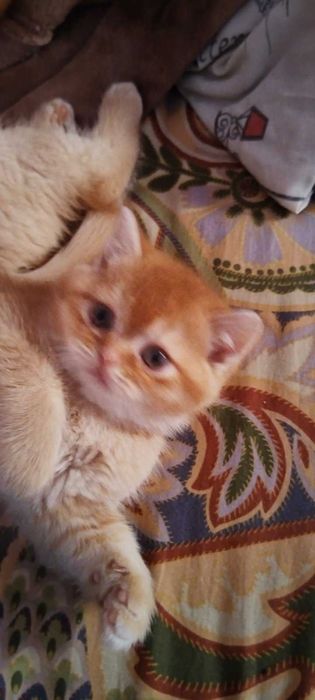 Златни чинчили шотландски котенца