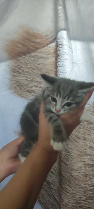 Кошечка в добрые руки