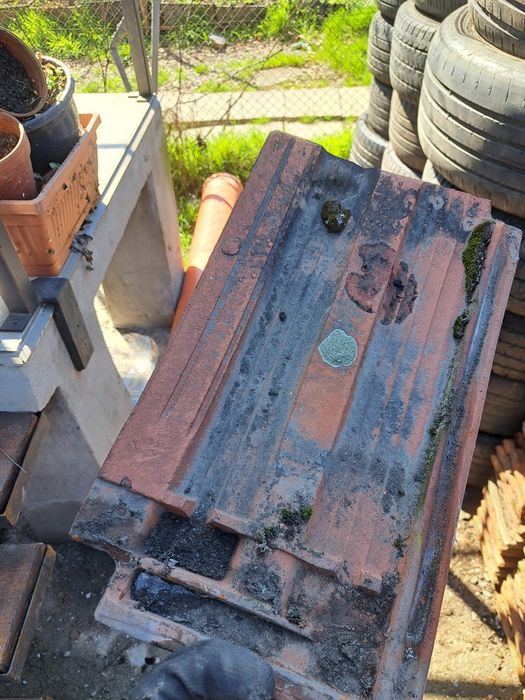 Țigle cu doua ciocuri