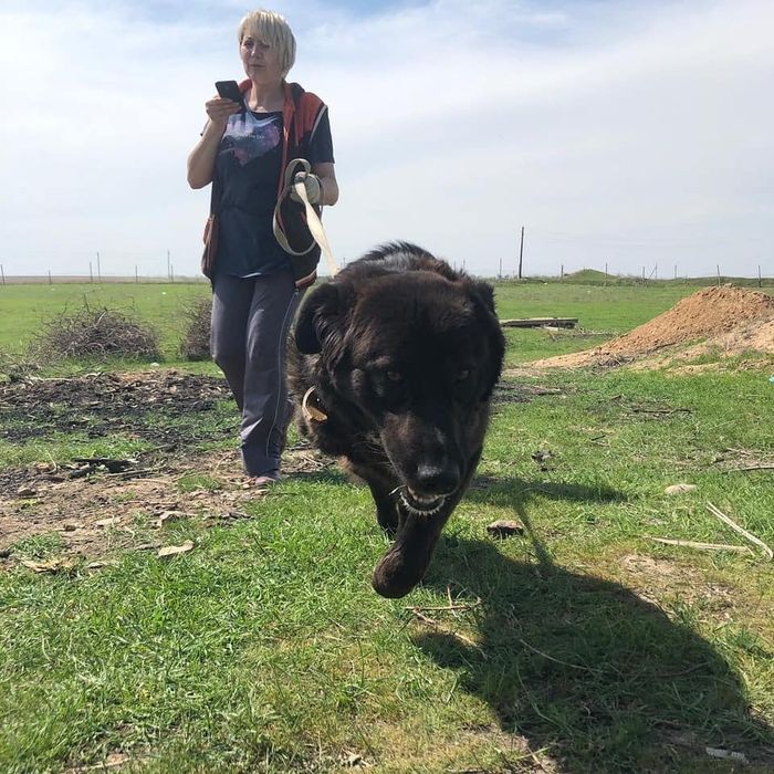 Забери Бруно в семью