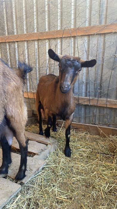 Сауын ешкі сатылады