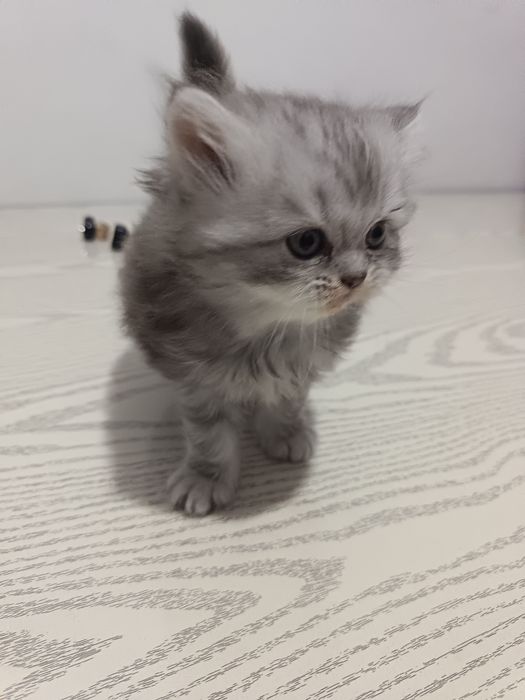 Мушук болари сотилади 4та бор