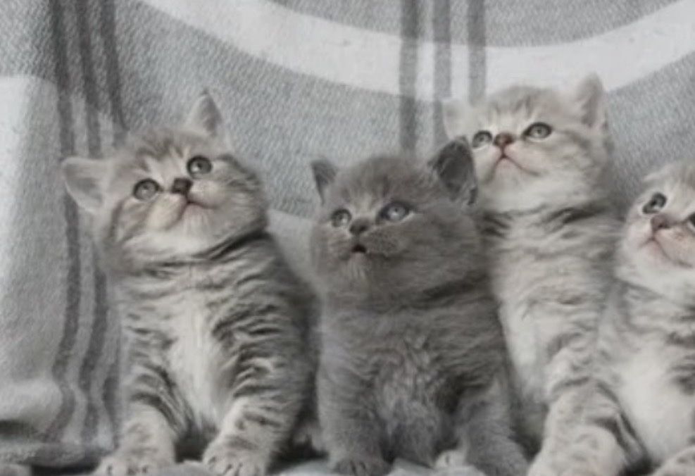 Котятки Британские