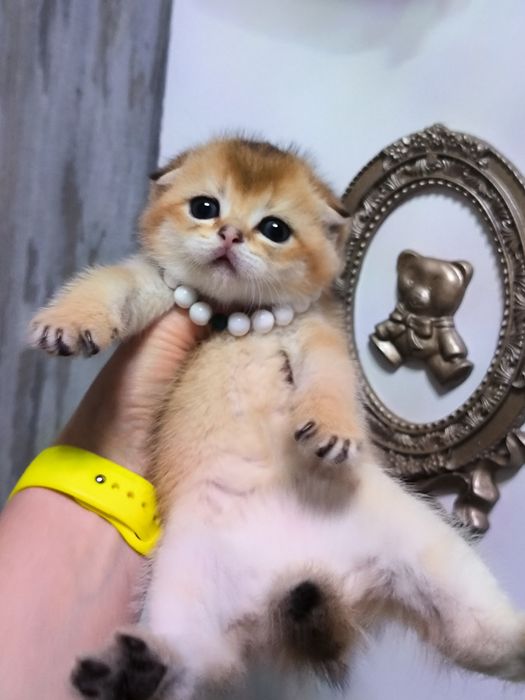 Котята от правильной вязки