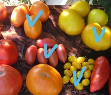 СЕМЕНА  томатов,  сорта разные(не гибриды)