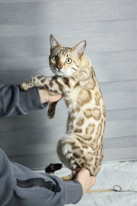 Клубная бенгальская кошка!