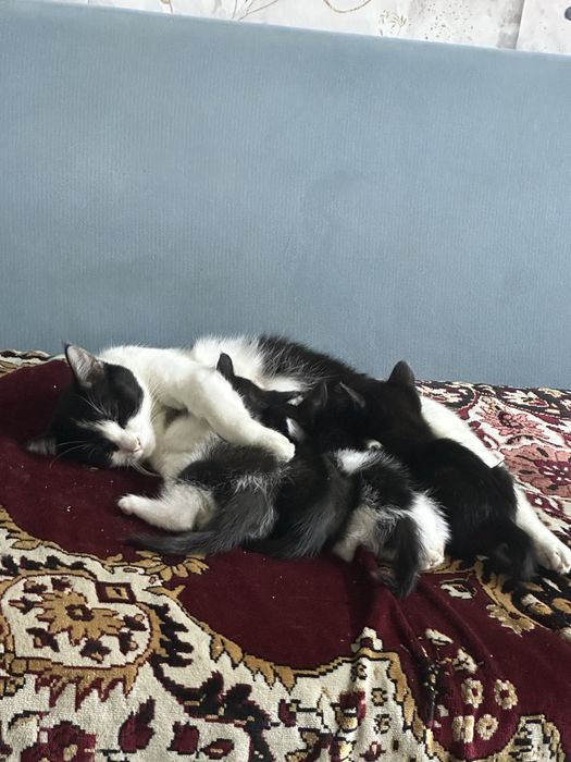 Отдам котят бесплатно
