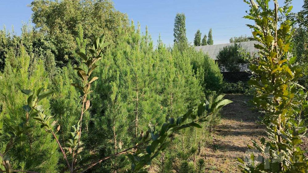 Qrim va eldar qarag'ayi ko'chatlari