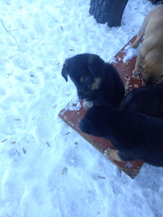 Кутятки девочки и мальчики