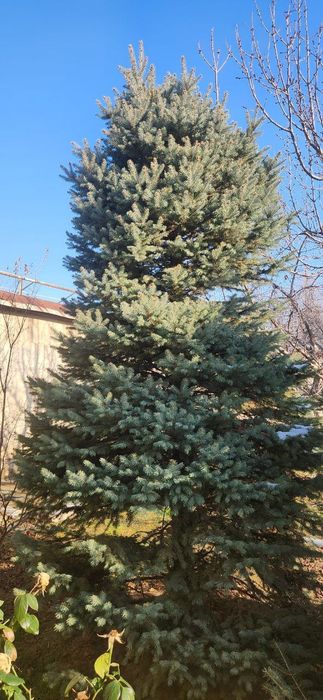 Продаю серебристые и голубые ельи
