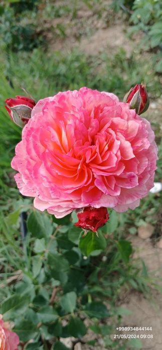 Штамп атиргул дарахт кучатлари оптом сотилади дехкончилик