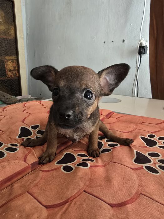 Продам русский той