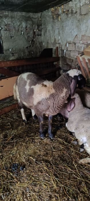 Продавам мъжко агне