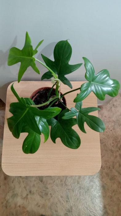 Комнатные вьющиеся растения