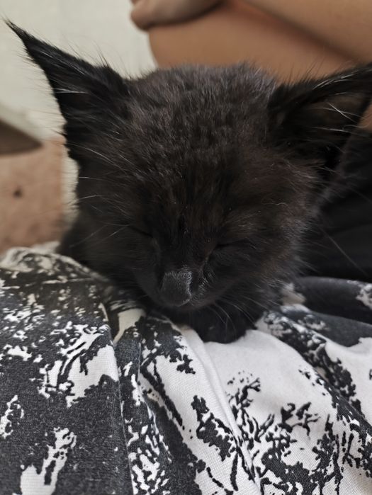 Котенок в добрые руки