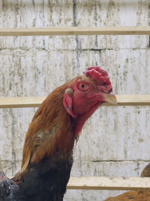 Продам Петушка Китаец Шпорист