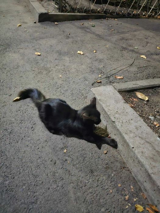 Котенок, милашка, черный