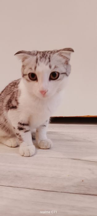 Шотландская кошка