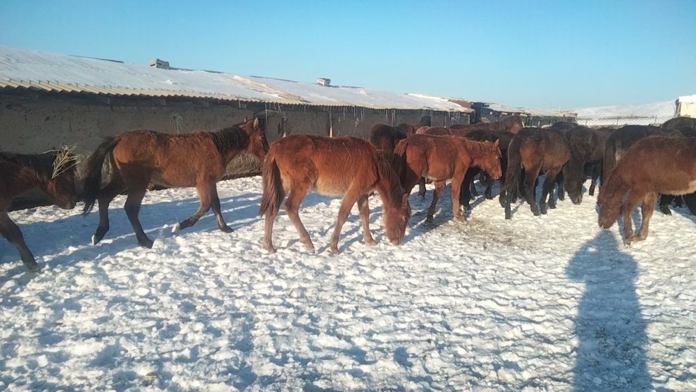 55 бас тай сатылады