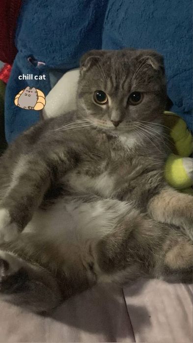 отдам кошечку в хорошие руки!