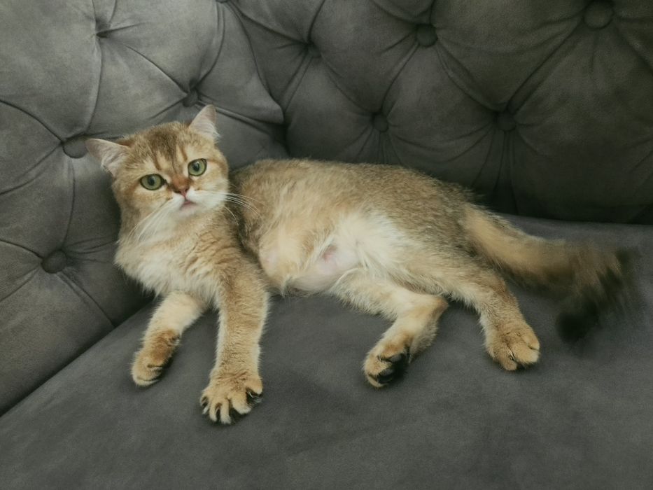 Продаётся котёнок шиншила