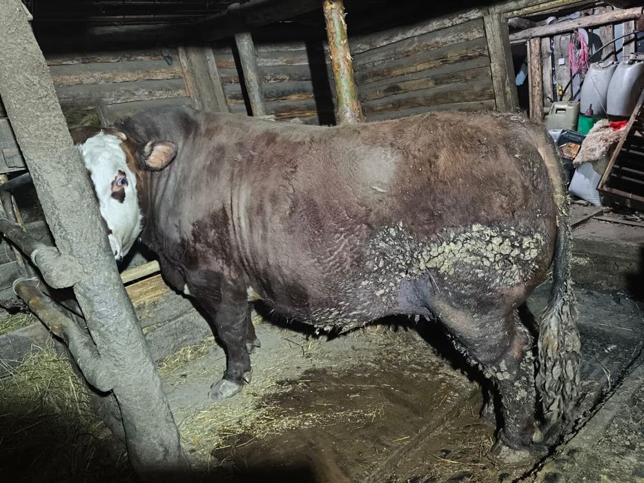 Продам быков на мясо 3500