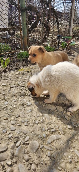 Catelusa + transport