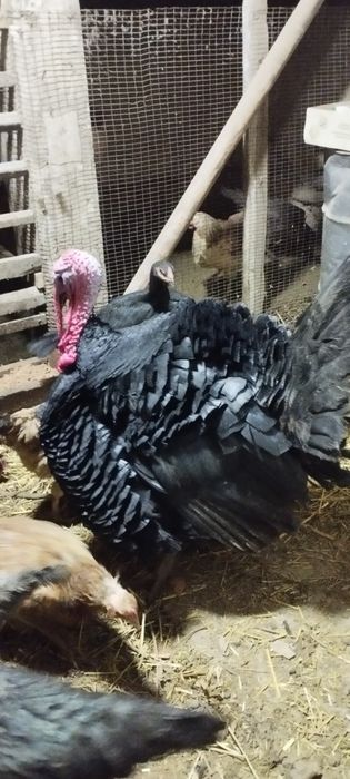 Indyuk furo'shba sotiladi