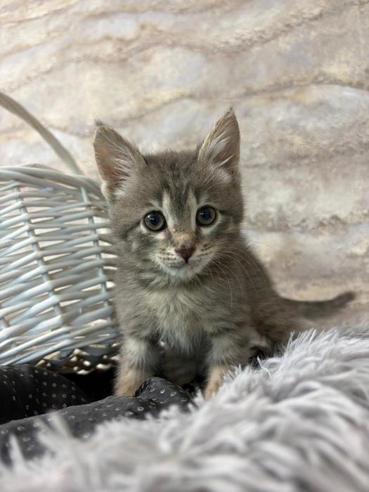 Котёнок мальчик добрые руки