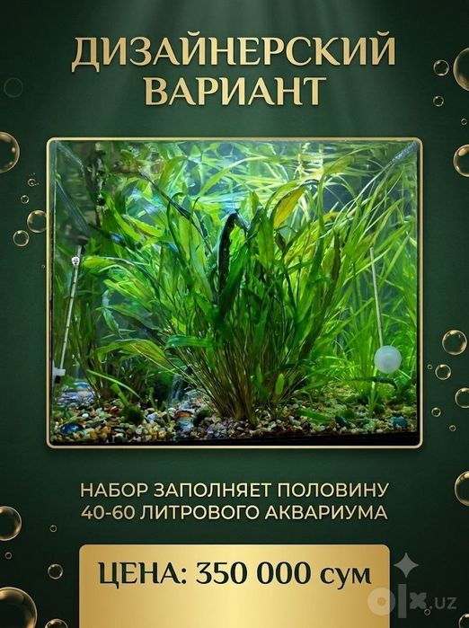 Аквариумные растения : Криптокарина и валлиснерия. Со своего аквариума