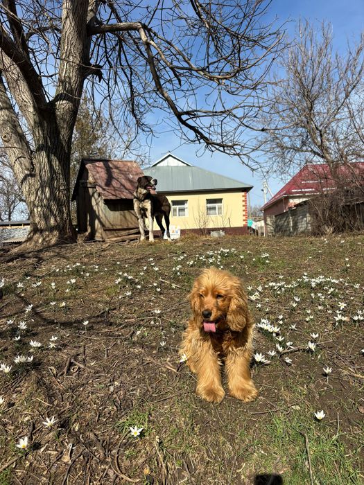 Руский спанель еркек