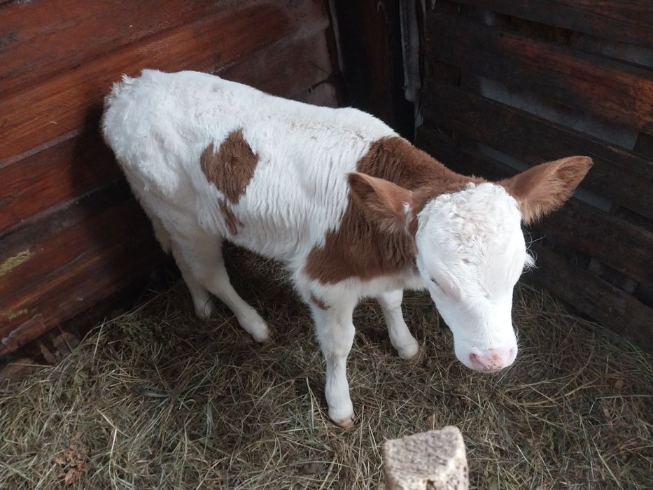 Продам телёнка телочку