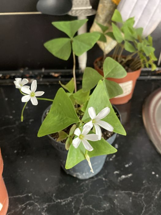 Оксалис зеленый, бабочка продам