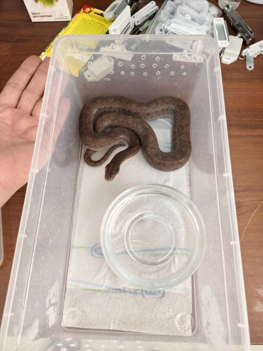 Продам змею, самцы.