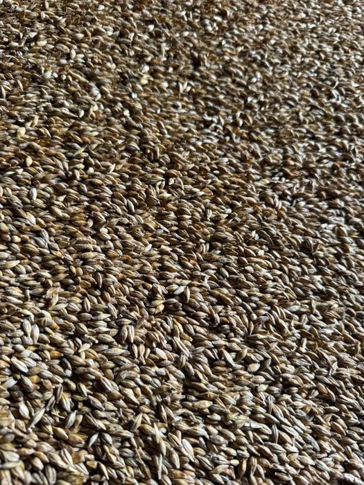 Ячмень Арпа высшего качества